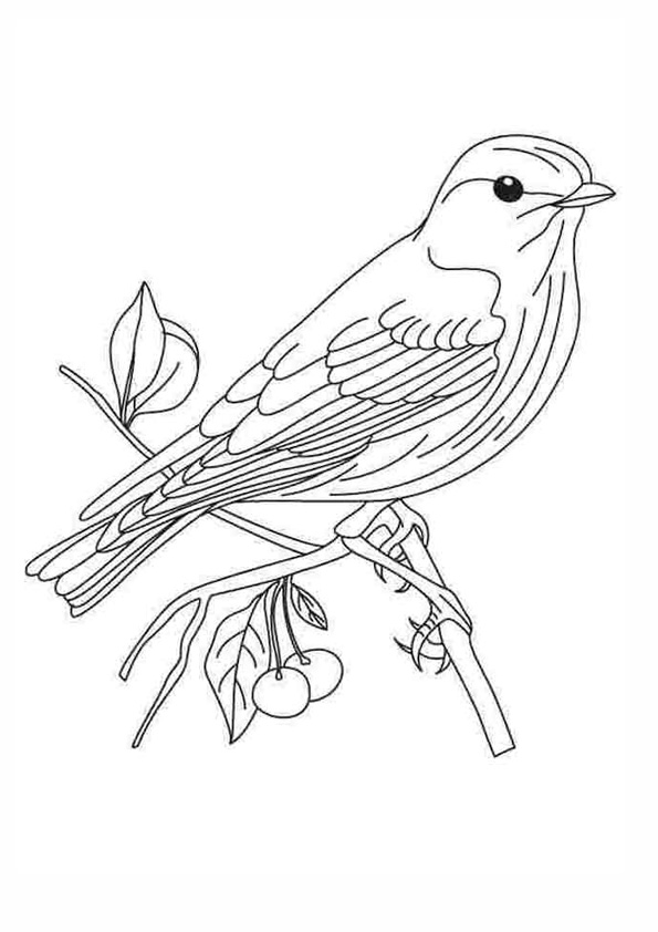 Charming Robin Coloring Pages Printable 4