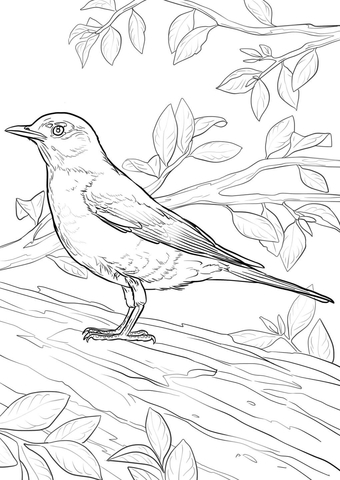 Charming Robin Coloring Pages Printable 5