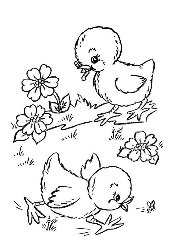 Cute Chicken Coloring Pages Printable 19