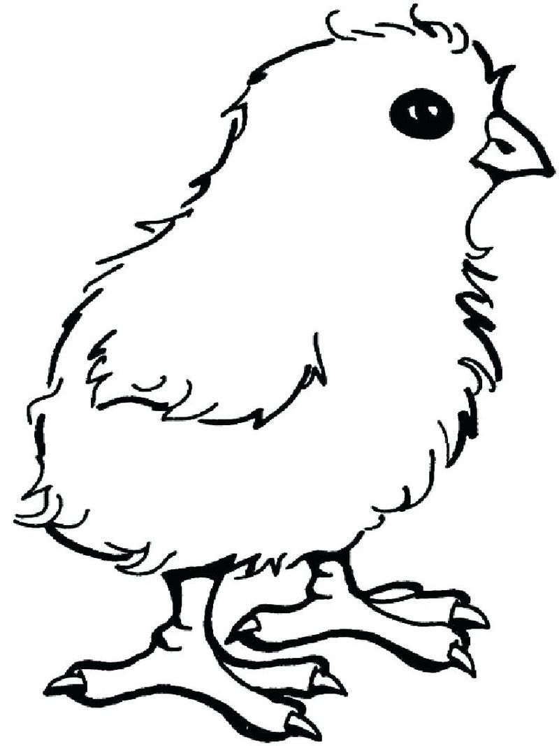 Cute Chicken Coloring Pages Printable 30