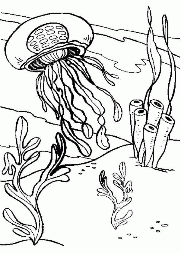 Graceful Jellyfish Coloring Pages Printable 20