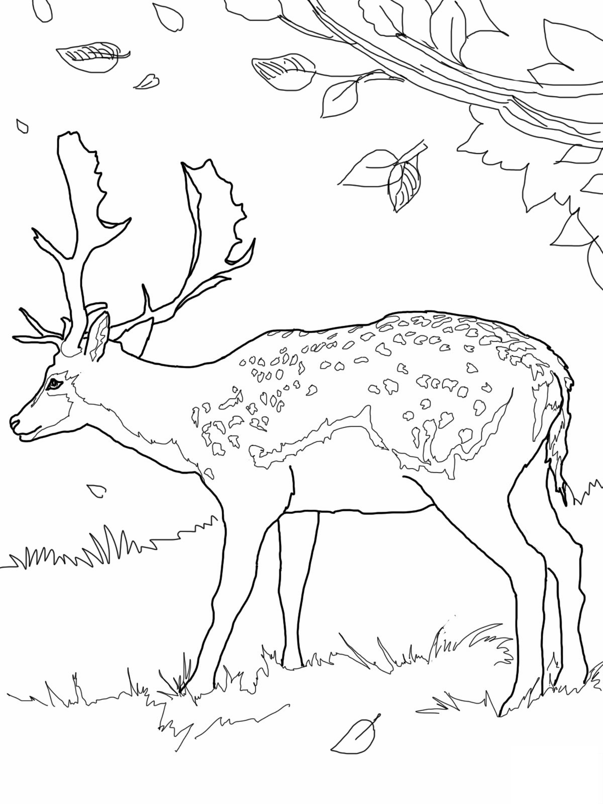 Lovely Deer Coloring Pages Printable 10