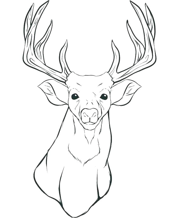 Lovely Deer Coloring Pages Printable 11