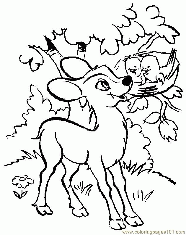 Lovely Deer Coloring Pages Printable 12