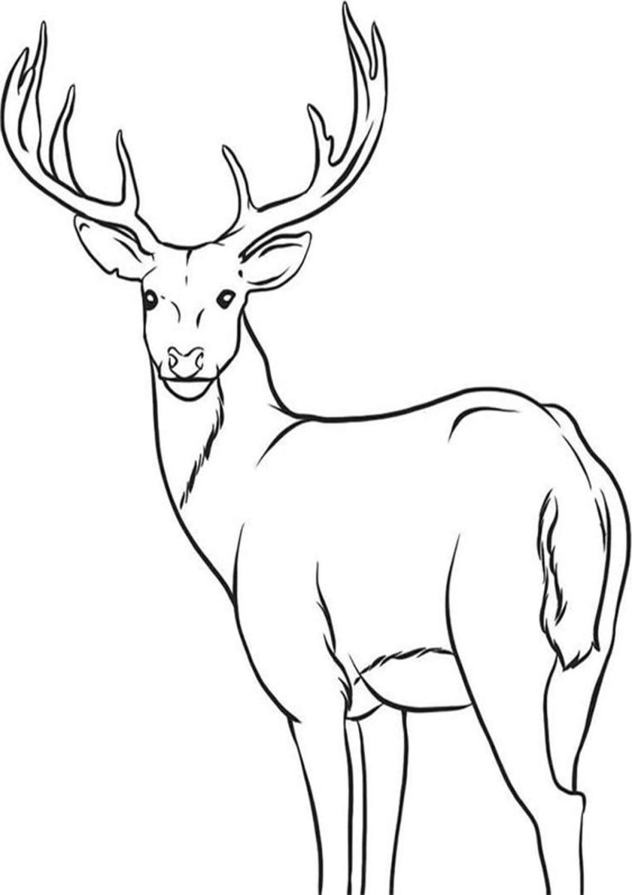 Lovely Deer Coloring Pages Printable 13