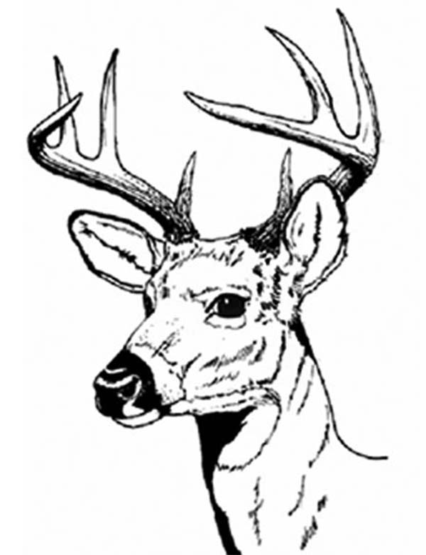 Lovely Deer Coloring Pages Printable 18