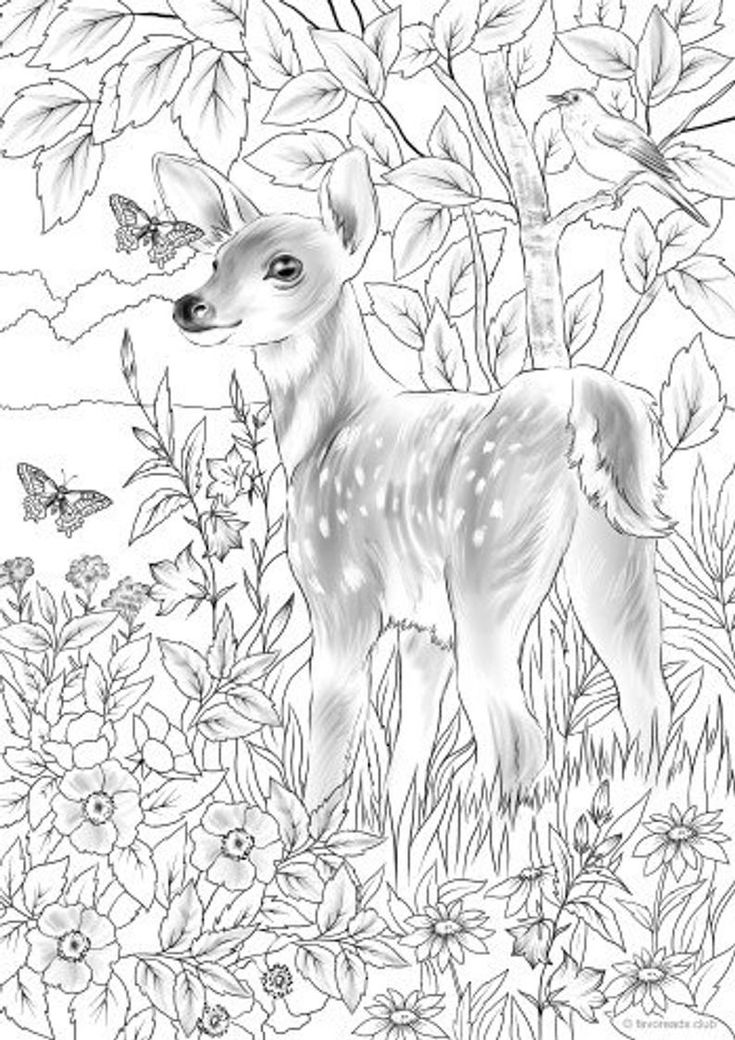 Lovely Deer Coloring Pages Printable 19