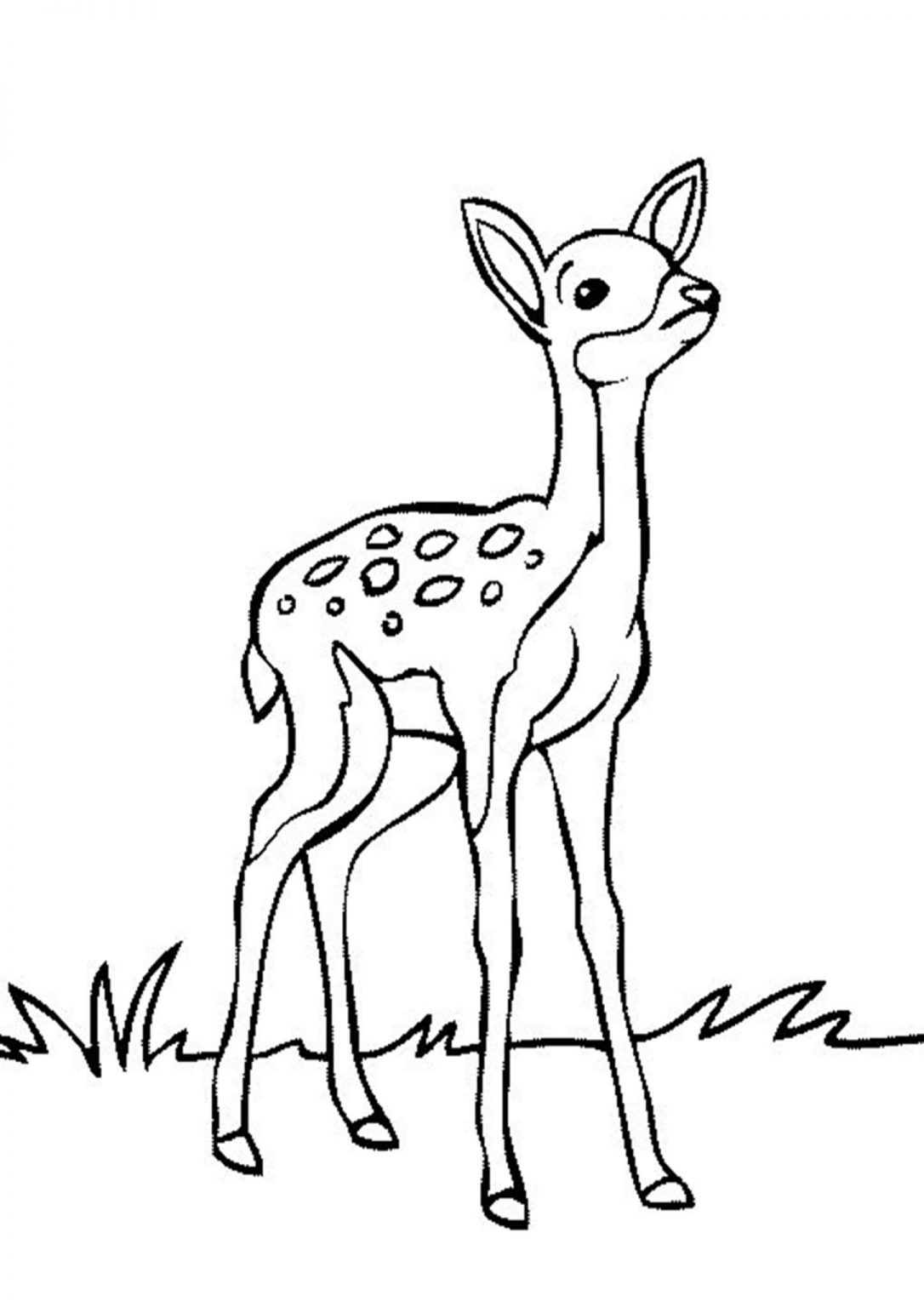 Lovely Deer Coloring Pages Printable 24