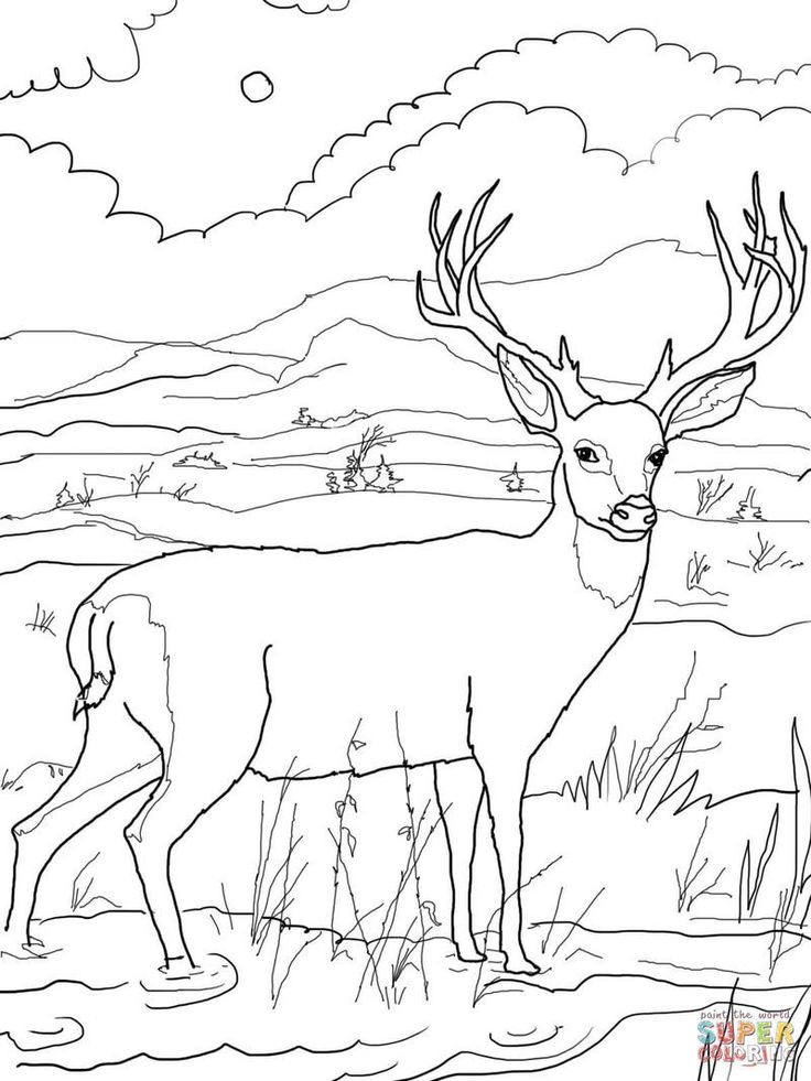 Lovely Deer Coloring Pages Printable 25