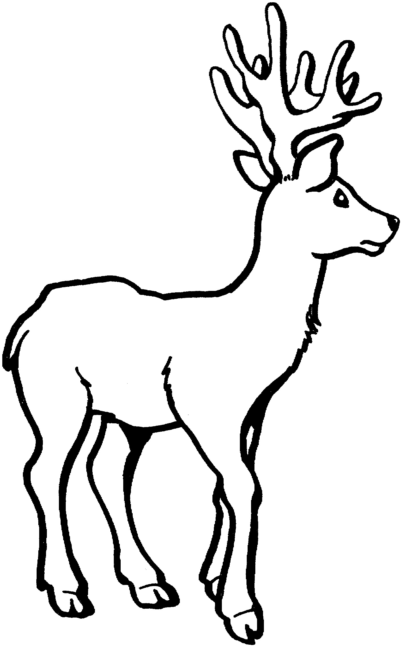 Lovely Deer Coloring Pages Printable 26