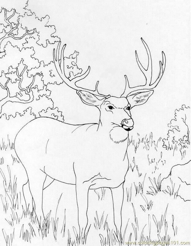 Lovely Deer Coloring Pages Printable 30