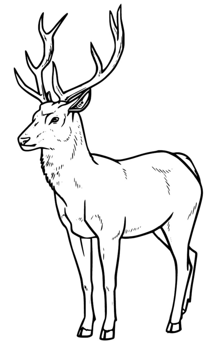 Lovely Deer Coloring Pages Printable 33