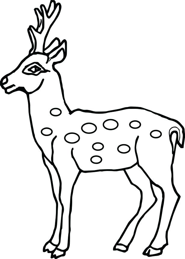 Lovely Deer Coloring Pages Printable 35