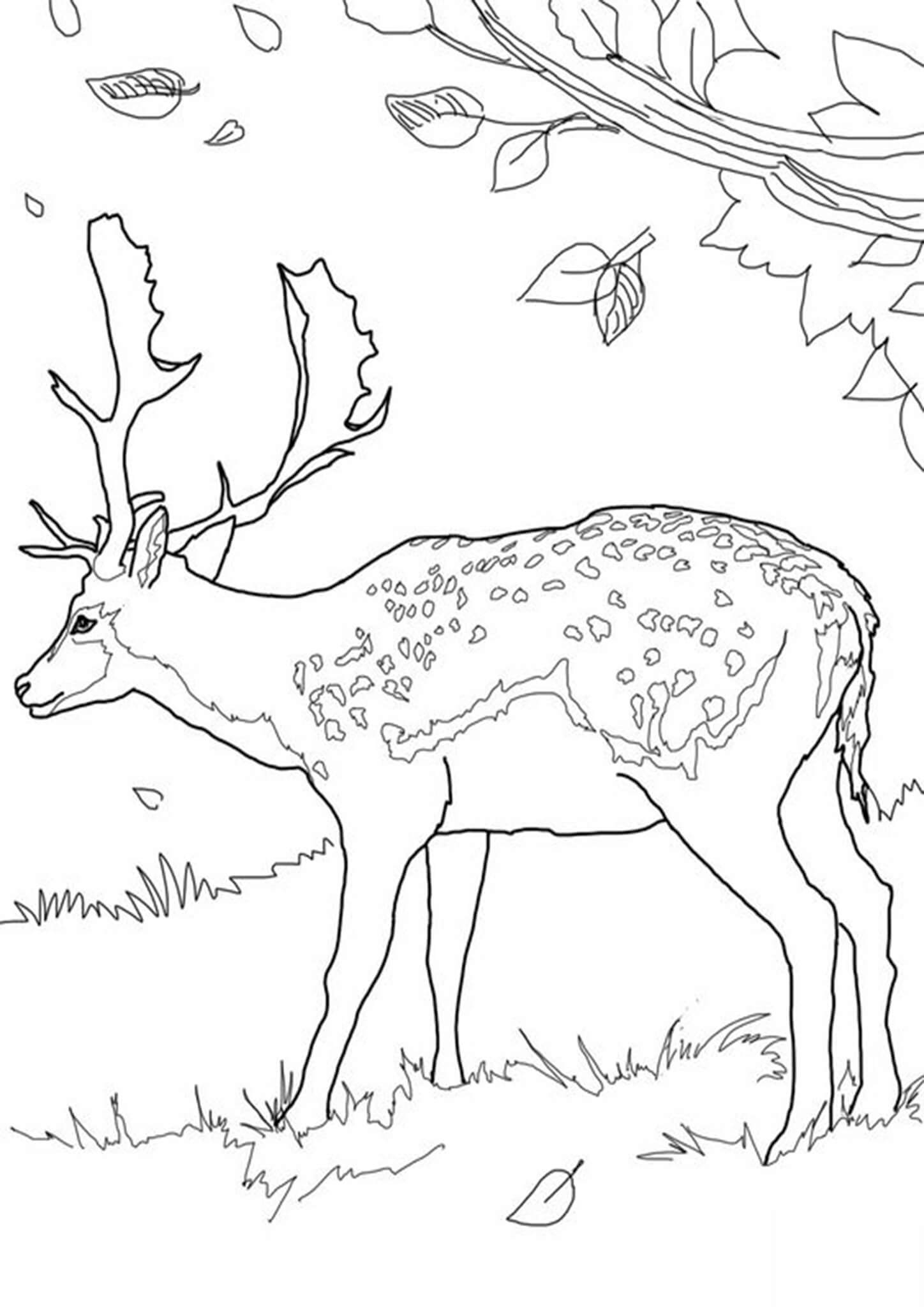 Lovely Deer Coloring Pages Printable 4