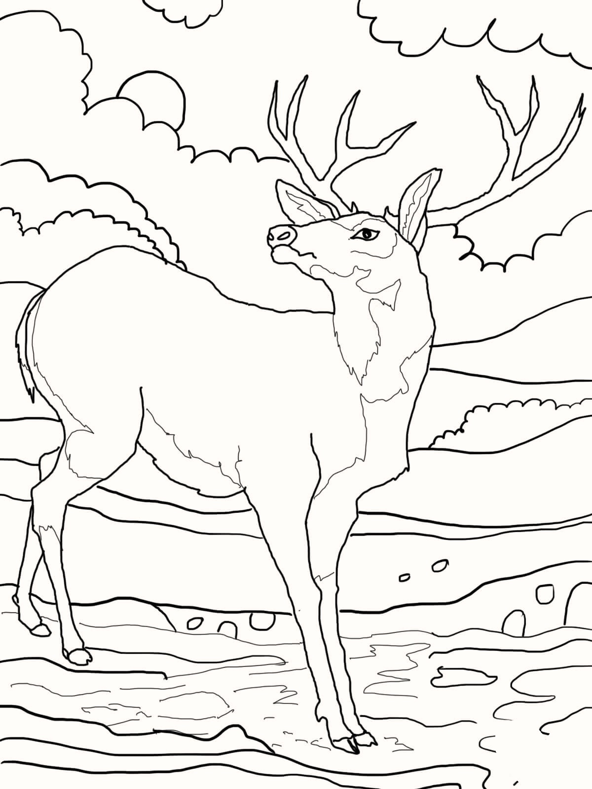 Lovely Deer Coloring Pages Printable 5