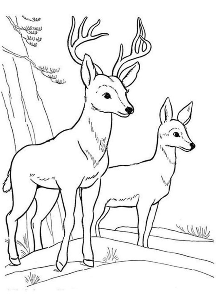 Lovely Deer Coloring Pages Printable 7