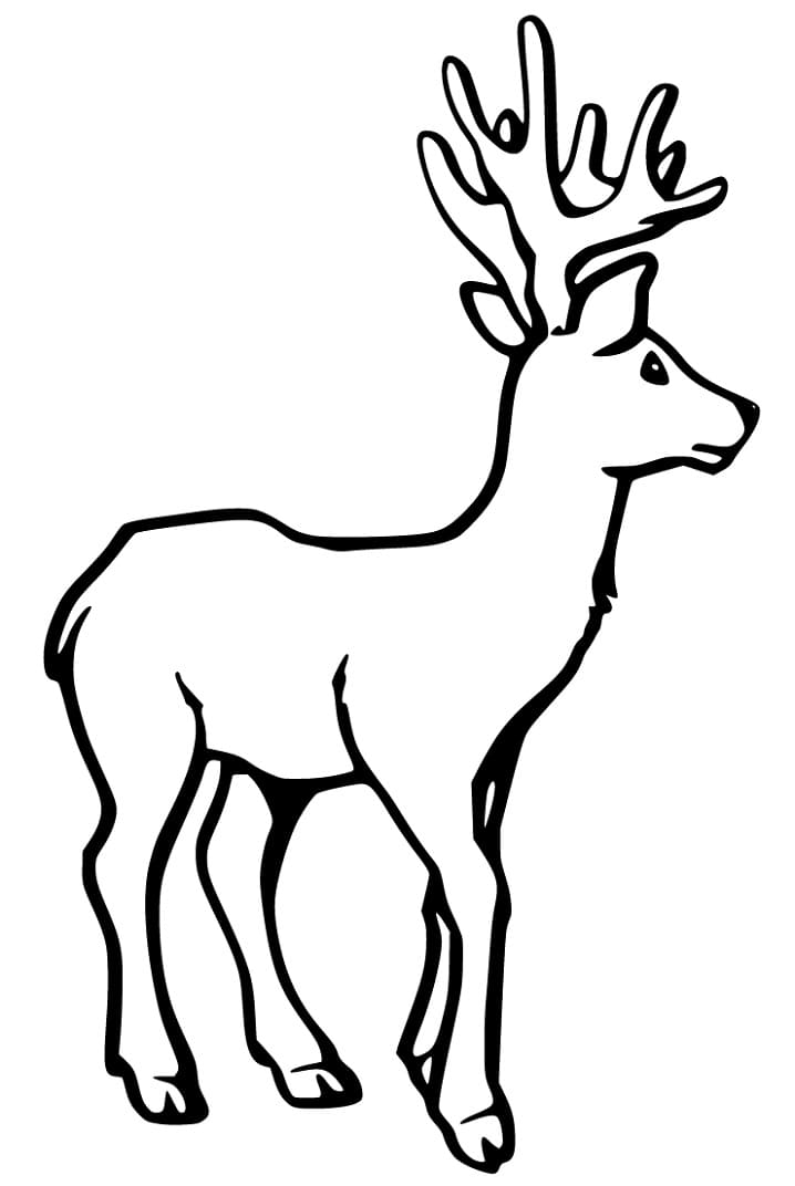 Lovely Deer Coloring Pages Printable 9