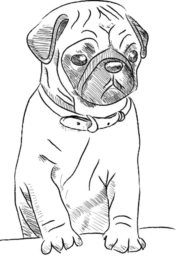 Playful Pug Coloring Pages Printable 3