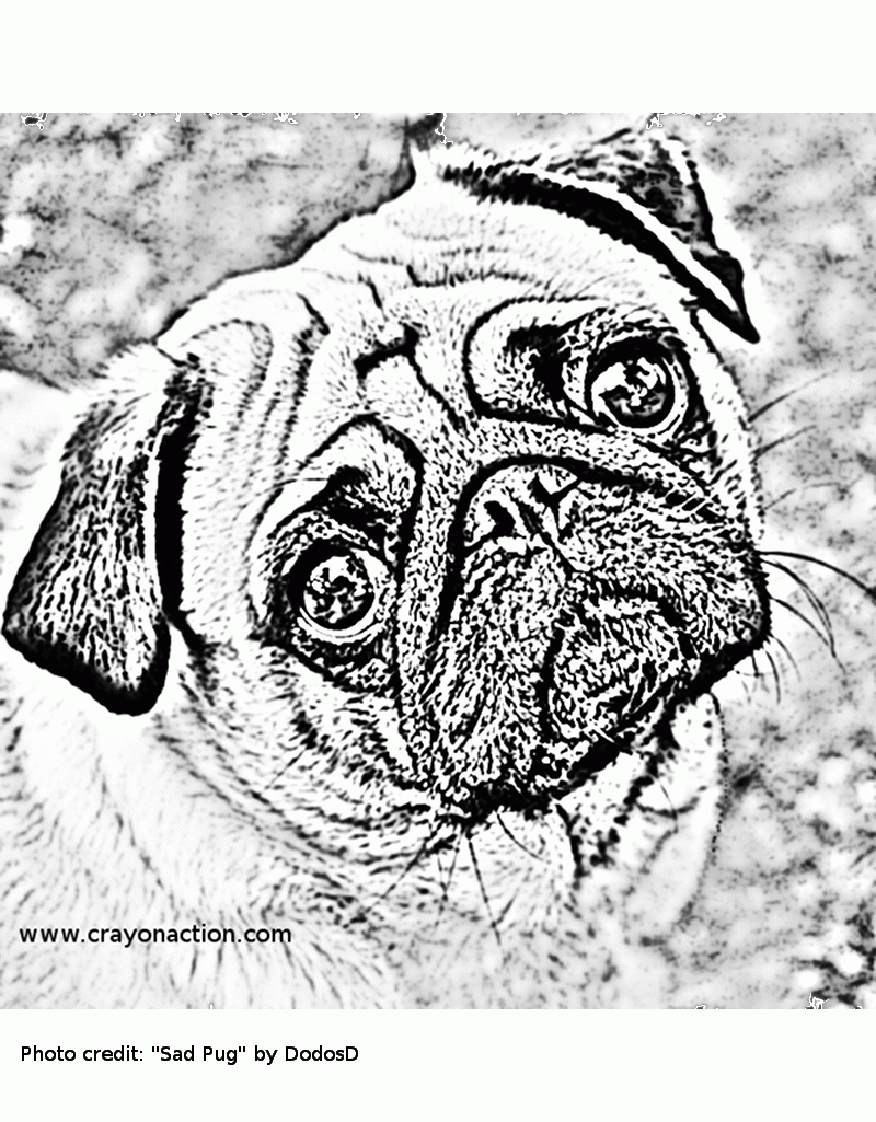 Playful Pug Coloring Pages Printable 35