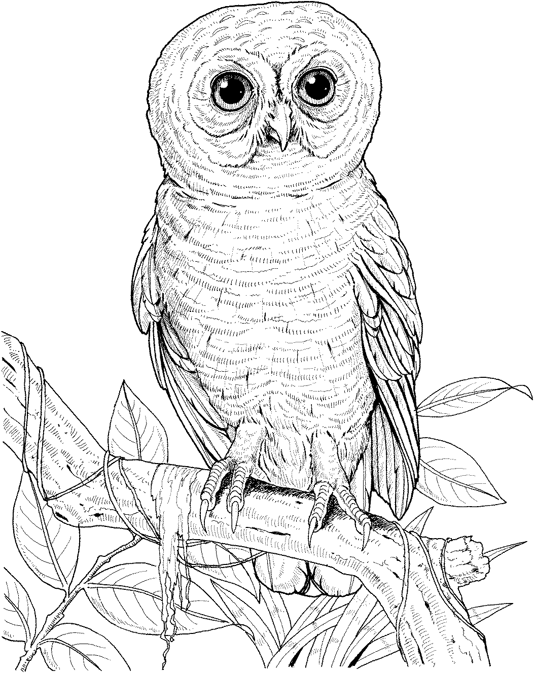 30 Free Printable Owl Coloring Pages for Adults 10