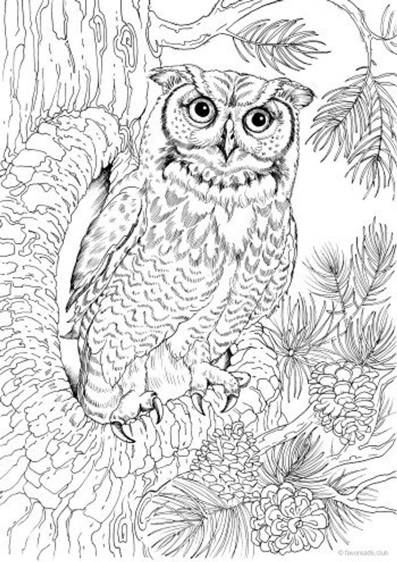 30 Free Printable Owl Coloring Pages for Adults 14