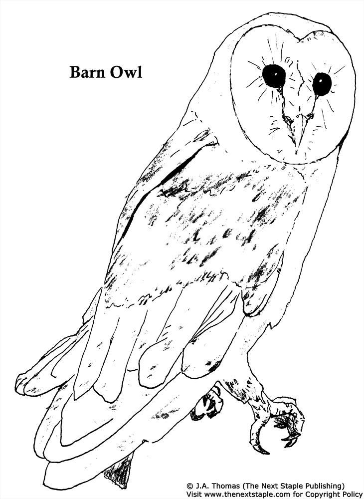 30 Free Printable Owl Coloring Pages for Adults 20