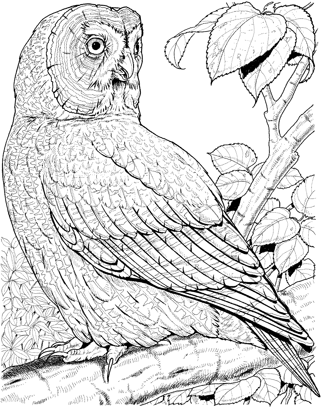 30 Free Printable Owl Coloring Pages for Adults 28