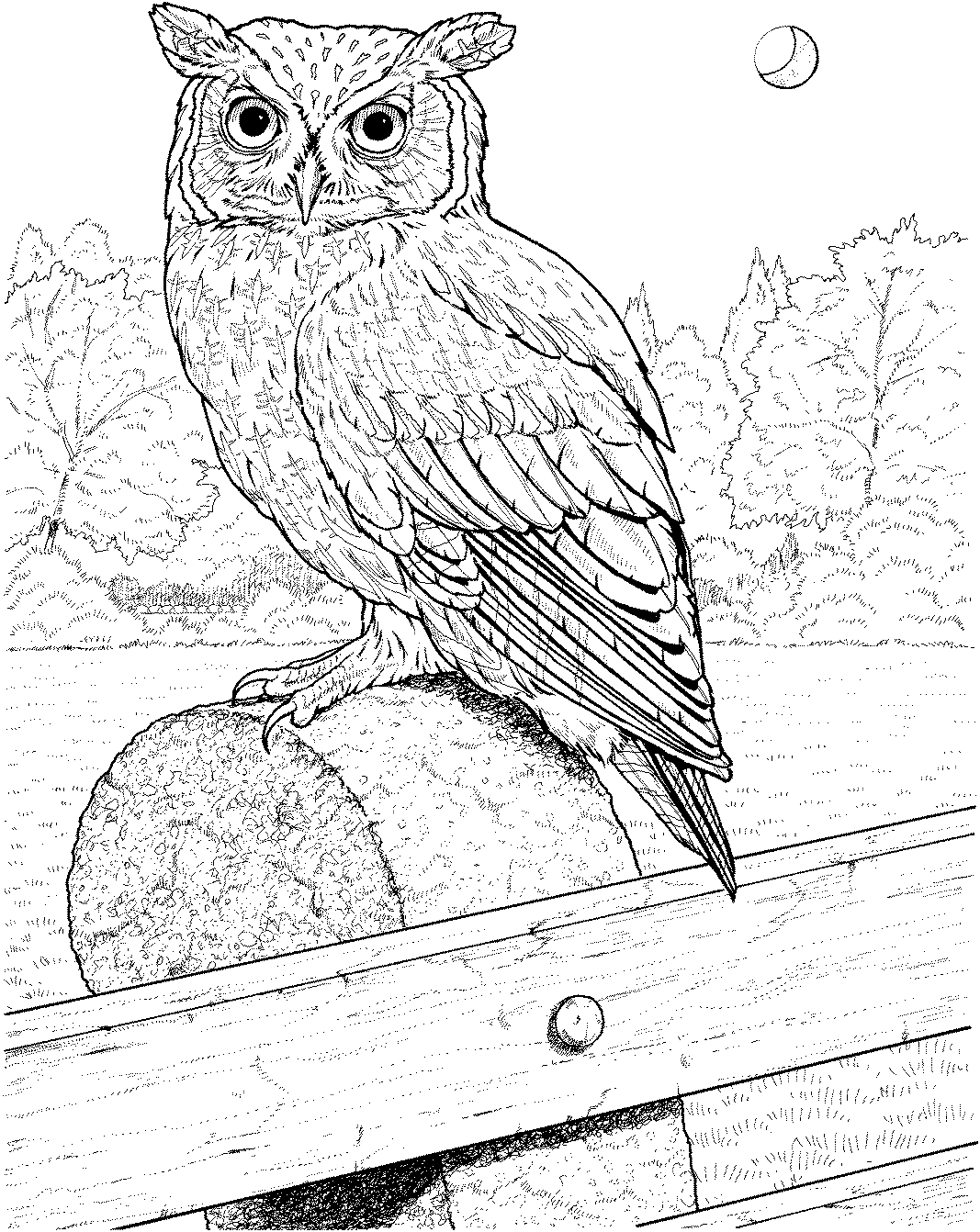 30 Free Printable Owl Coloring Pages for Adults 34