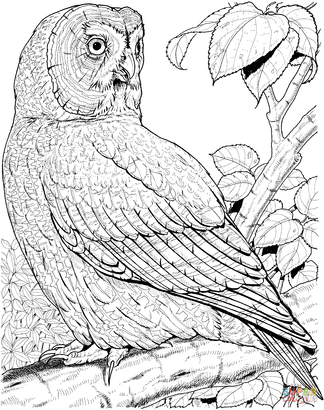 30 Free Printable Owl Coloring Pages for Adults 9