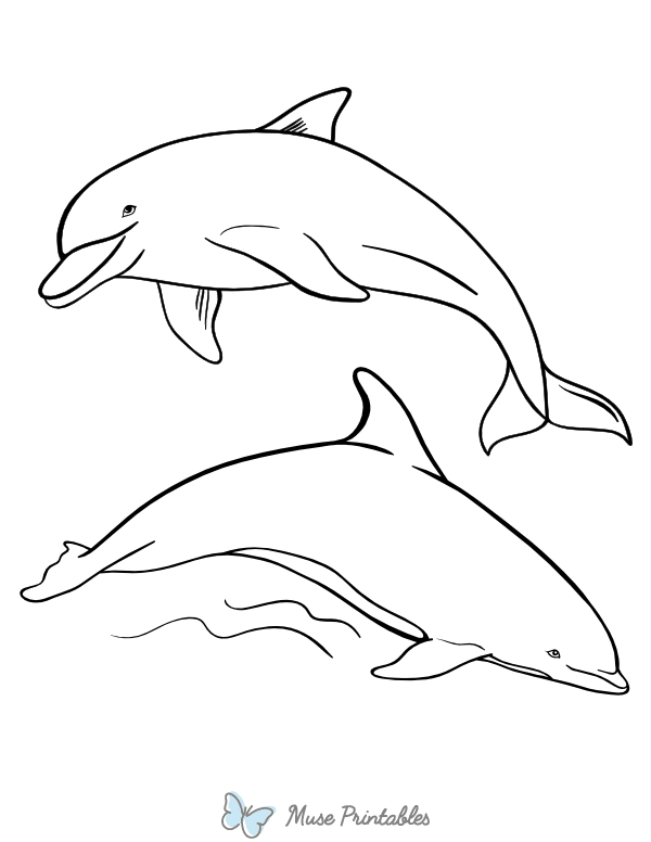 30 Playful Dolphins Coloring Pages Printable 10