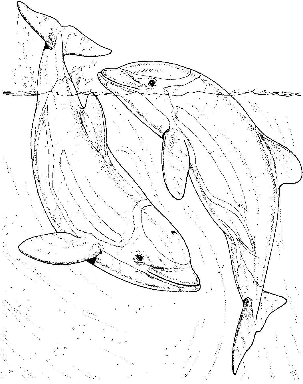 30 Playful Dolphins Coloring Pages Printable 13