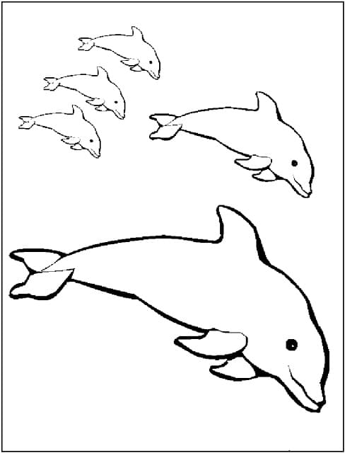 30 Playful Dolphins Coloring Pages Printable 6