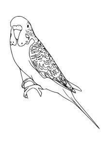 31 Charming Parakeet Coloring Pages Printable 10