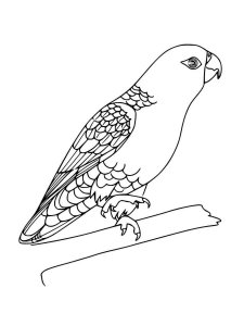 31 Charming Parakeet Coloring Pages Printable 11