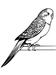 31 Charming Parakeet Coloring Pages Printable 12