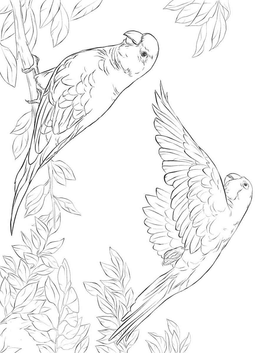 31 Charming Parakeet Coloring Pages Printable 16