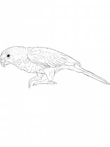 31 Charming Parakeet Coloring Pages Printable 17