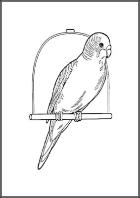 31 Charming Parakeet Coloring Pages Printable 18