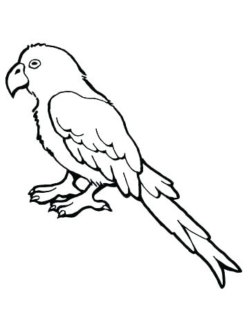 31 Charming Parakeet Coloring Pages Printable 19