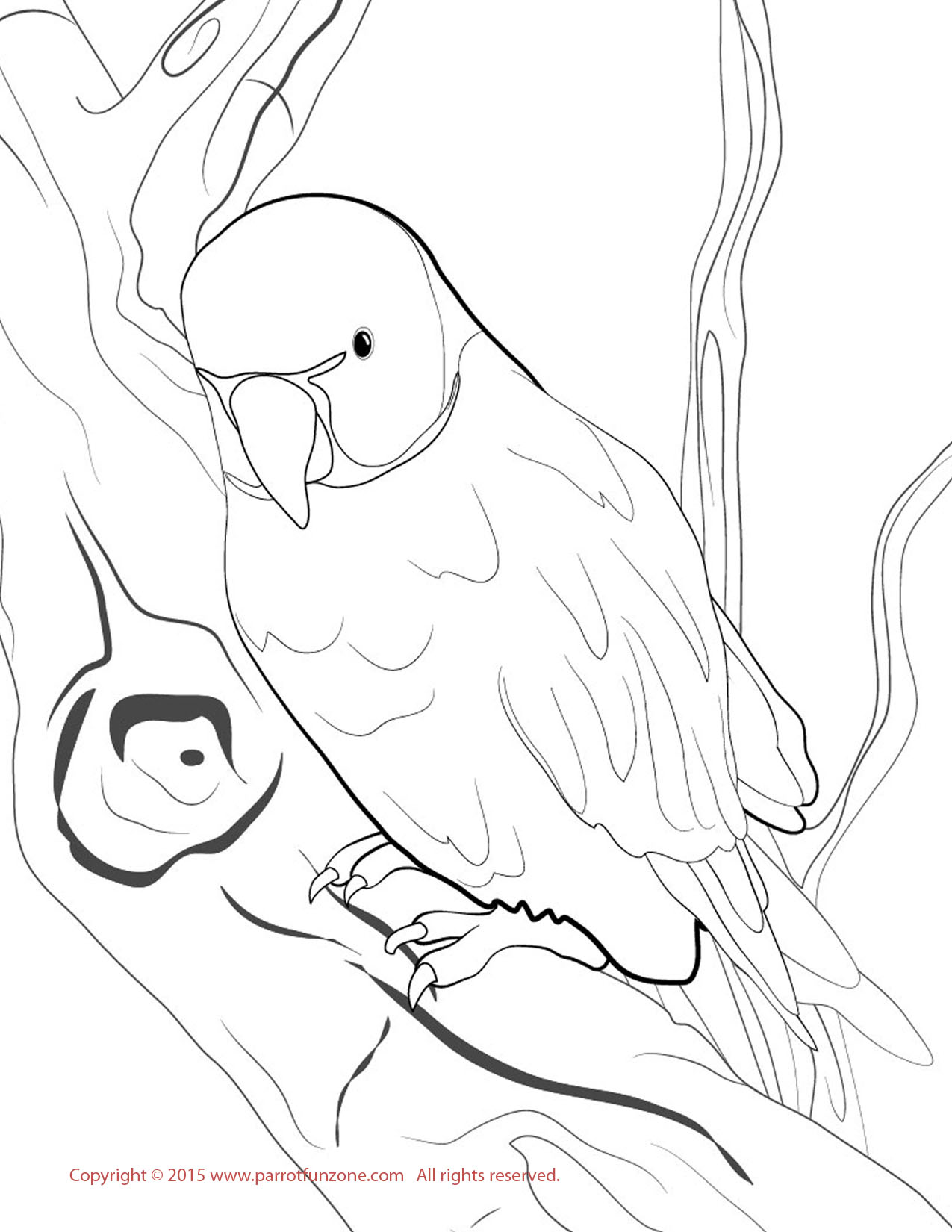 31 Charming Parakeet Coloring Pages Printable 2