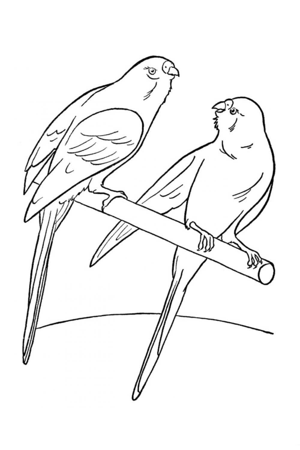 31 Charming Parakeet Coloring Pages Printable 22