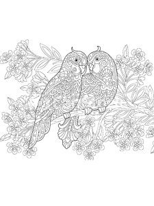 31 Charming Parakeet Coloring Pages Printable 24