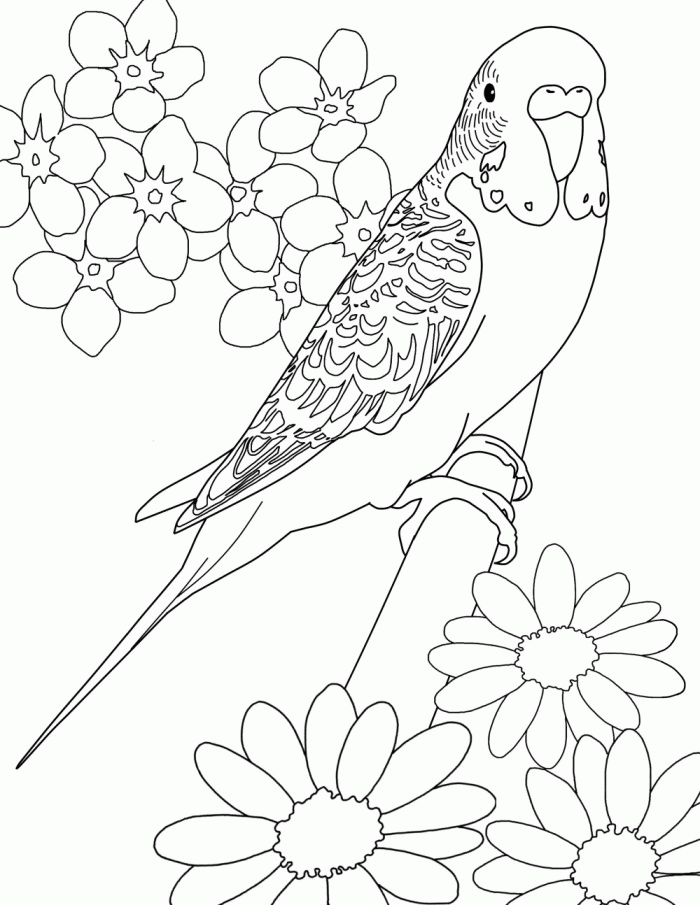 31 Charming Parakeet Coloring Pages Printable 25