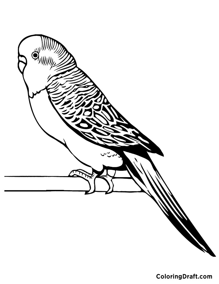 31 Charming Parakeet Coloring Pages Printable 28