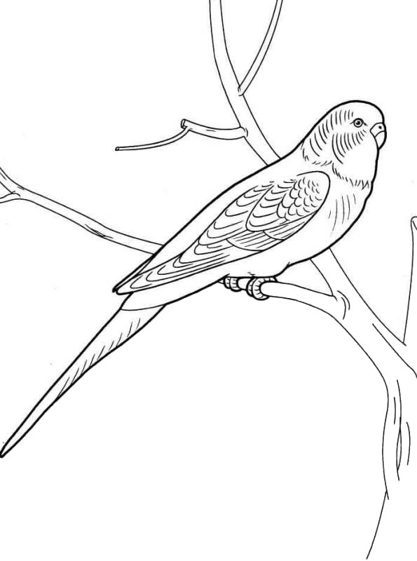 31 Charming Parakeet Coloring Pages Printable 29