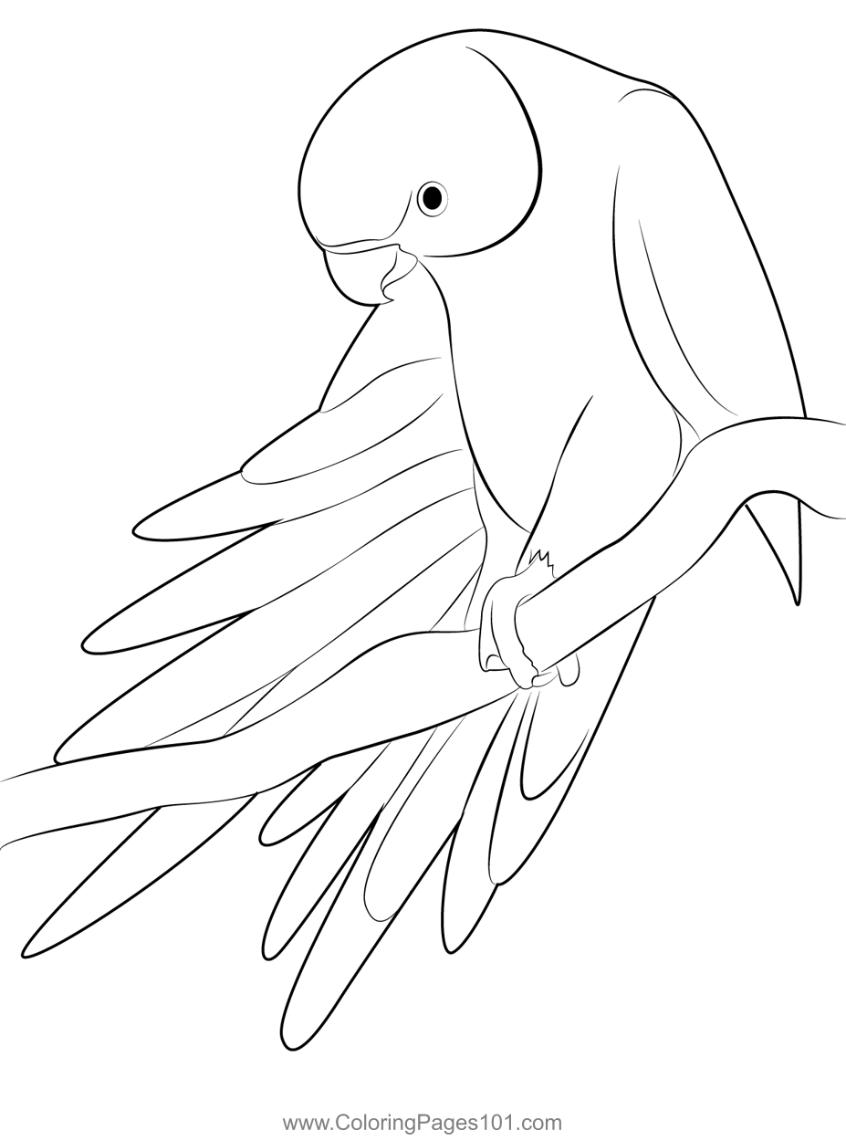 31 Charming Parakeet Coloring Pages Printable 3