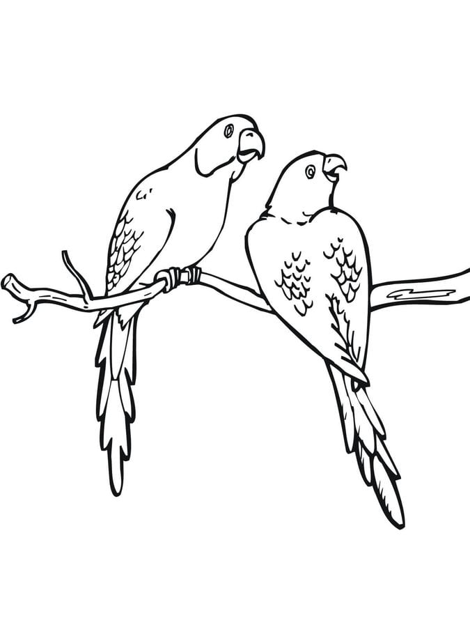 31 Charming Parakeet Coloring Pages Printable 30