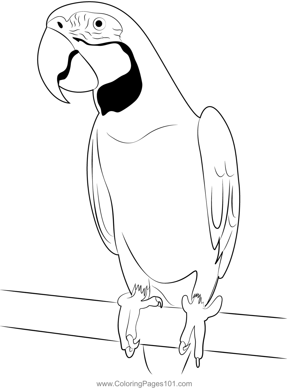 31 Charming Parakeet Coloring Pages Printable 33