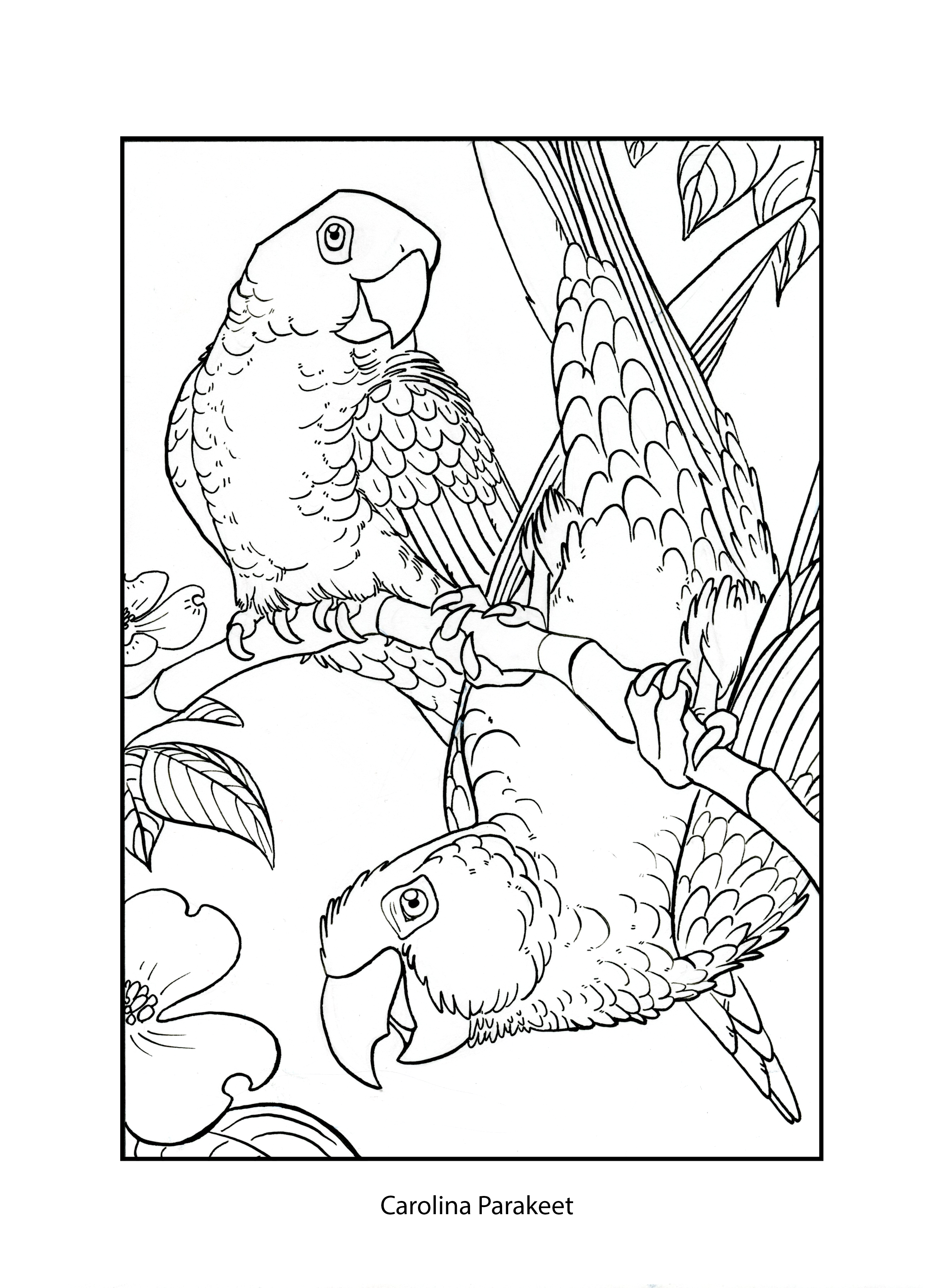 31 Charming Parakeet Coloring Pages Printable 34