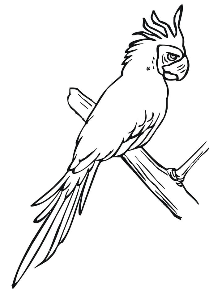 31 Charming Parakeet Coloring Pages Printable 35